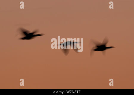 Gregge di Pink Footed oche (Anser brachyrhynchus) in volo contro il tramonto. L'estuario del lavaggio, Norfolk, ottobre 2011. Foto Stock