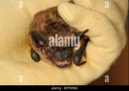 Orphan Subedema Bat (Eptesicus serotinus) mano alzata da Hazel Ryan del Kent Bat Gruppo. Ora un adulto inadatti per il rilascio. Kent, Regno Unito, Giugno. Foto Stock