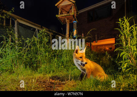 Red Fox (Vulpes vulpes) alimentazione in house garden gestito per widlife. Primo anno cub. Kent, Regno Unito, Giugno. Fotocamera immagine trap. Proprietà rilasciato. Foto Stock
