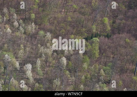 Fioritura Bianco Ciliegio selvatico (Prunus sp.) gli alberi nella foresta in primavera. Elm, Bassa Sassonia, Germania, Aprile 2012. Foto Stock