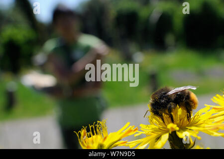 Volontariato Bioblitz osservando Red-tailed bumblebee (Bombus lapidarius) alimentazione sul becco (hawksbeard Crepis versicaria) durante Arnos Vale Cimitero Bioblitz, Bristol, Regno Unito, maggio 2012 Modello rilasciato. Foto Stock