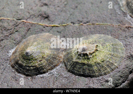 Due comuni patelle (Patella vulgata) attaccata a rocce esposte a bassa marea, vicino a Colchester, Regno Unito, Agosto. Foto Stock