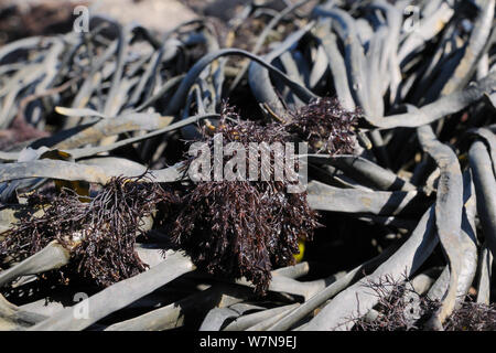 Epiphytic alga rossa (Polysiphonia lanosa) cresce in ciuffi sul annodato wrack (alga marina Ascophyllum nodosum) su una spiaggia rocciosa, Wembury, Devon, Regno Unito, Agosto. Foto Stock