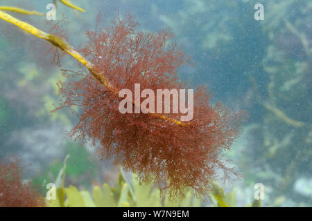 Epiphytic alga rossa (Ceramium sp.) tuftsgrowing sulla punta del Thongweed (Himanthalia elongata) frond appena sotto bassa estrema acqua su una molla di marea, vicino a Colchester, Regno Unito. Foto Stock