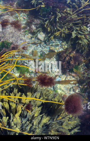 Epiphytic alga rossa (Ceramium sp.) ciuffi crescente sui suggerimenti di Thongweed (Himanthalia elongata) fronde appena sotto bassa estrema acqua su una molla di marea, a fianco di grumi di wrack dentata (Fucus serratus) vicino a Colchester, Regno Unito. Foto Stock