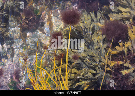 Epiphytic alga rossa (Ceramium sp.) ciuffi crescente sui suggerimenti di Thongweed (Himanthalia elongata) fronde appena sotto bassa estrema acqua su una molla di marea, a fianco di grumi di wrack dentata (Fucus serratus) vicino a Colchester, Regno Unito. Foto Stock