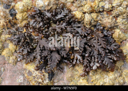 Pepper Dulse alghe rosse (Osmundea / Laurencia pinnatifida) cresce su barnacle incrostati di rocce a bassa sul litorale, Wembury, Devon, Regno Unito, Agosto. Foto Stock