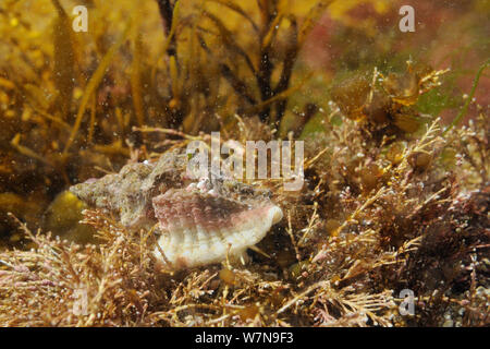 Oyster europea trapano / Sting winkle (Ocenebra erinacea) una peste di ostriche, in movimento su Coralweed (Corallina officinalis) in un basso shore rockpool, vicino a Colchester, Regno Unito, Agosto. Foto Stock