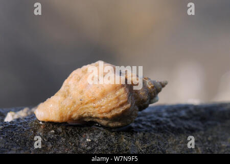 Oyster europea trapano / Sting winkle (Ocenebra erinacea) una peste di ostriche, in movimento su roccia molto bassa sulla riva, vicino a Colchester, Regno Unito, Agosto. Foto Stock