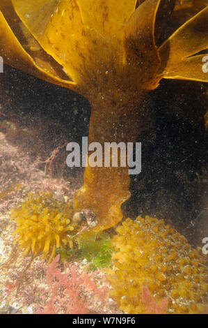 Holdfast a bulbo e divisa frond di Furbellows (Saccorhiza polyschides), una grande kelp, attaccato al piano di un rockpool al fianco di alghe rosse: arpione infestante (Asparagopsis armata) e Coralweed (Corallina officinalis) bassa su una spiaggia rocciosa, vicino a Colchester, Regno Unito, Agosto. Foto Stock