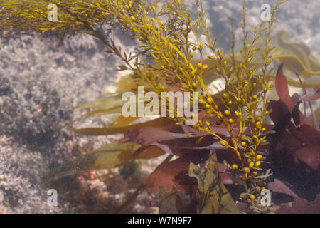 Wireweed giapponese / Japanese / erbaccia Japweed (Sargassum muticum), una specie invasive dal Pacifico occidentale diffusione in Europa e nel Regno Unito, crescendo a fianco di rosso nativo e alghe brune in un rockpool, Wembury, Devon, Regno Unito, Agosto. Foto Stock