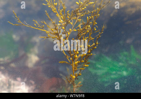 Wireweed giapponese / Japanese / erbaccia Japweed (Sargassum muticum), una specie invasive dal Pacifico occidentale diffusione in Europa e nel Regno Unito, sorretti da camere d'aria in un rockpool, Wembury, Devon, Regno Unito, Agosto. Foto Stock