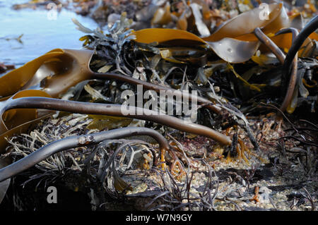 Holdfasts e fronde di Tangleweed kelp (Laminaria digitata) esposta su una molla a bassa marea, Cornwall, Regno Unito, Agosto. Foto Stock