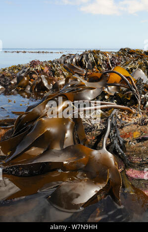 Denso, ampio letto di Tangleweed kelp (Laminaria digitata) esposta su una molla a bassa marea, Cornwall, Regno Unito, Agosto. Foto Stock