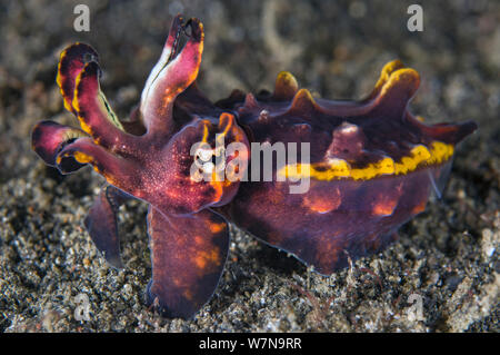 La Pfeffers flamboyant seppie (Metasepia pfefferi) visualizza sul fondale. Lembeh strait Molucca Mare, Nord Sulawesi, Indonesia, il Sud Est asiatico Foto Stock