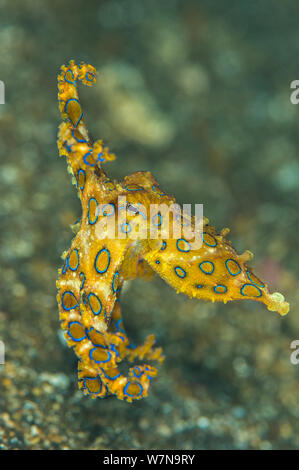 Blu tropicale di inanellare il polpo (Hapalochlaena lunulata) gratis nuota appena sopra il fondo del mare. Lembeh strait, Mare Molucche Sulawesi, Indonesia Foto Stock