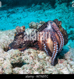 Common reef / giorno polpi (Octopus cyanea) il corteggiamento. Il maschio, sulla destra, è impennarsi e mostrando la sua bocca e tentacoli, mantenendo sempre il contatto con la femmina. Si tratta di un raramente visto il comportamento e forse una dimostrazione di forza/posizione dominante di disuade rivale. Isole Similan, sul Mare delle Andamane, Thailandia Foto Stock