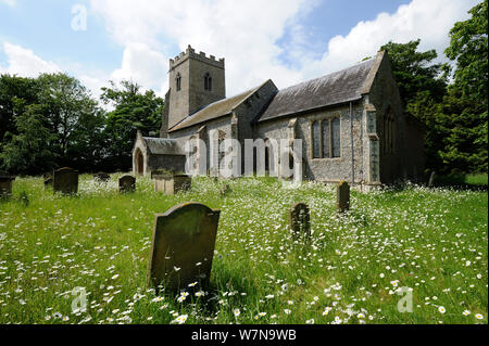 Oxe occhio pedane., Leucanthemum vulgare, crescendo in un paese sagrato, Norfolk, Regno Unito, Giugno Foto Stock