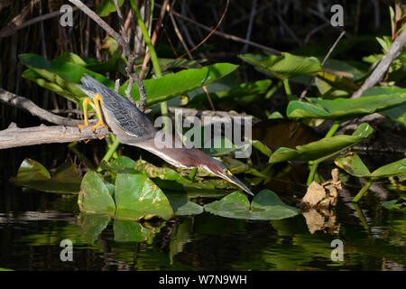Airone verde (Butorides virescens) a caccia di pesci, Everglades National Park, Florida, Stati Uniti d'America, Marzo Foto Stock