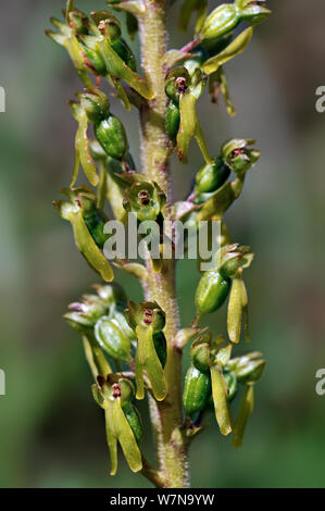 Twayblade comune orchidea (Neottia ovata) in fiore, Pirenei, Francia, giugno Foto Stock