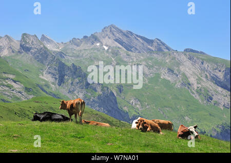 Vacche (Bos taurus) di appoggio in pascolo lungo il Col du Soulor, Hautes-Pyrenees, Pirenei, Francia, giugno Foto Stock