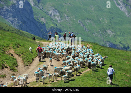 Pastore e turisti imbrancandosi gregge di pecore (Ovis aries) al pascolo in montagna lungo il Col du Soulor, Hautes-Pyrenees, Pirenei, Francia, giugno 2012 Foto Stock