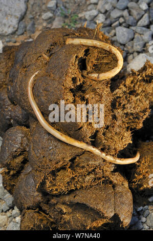 Cavallo / roundworms equina (Parascaris equorum) negli escrementi di cavallo, Francia Foto Stock