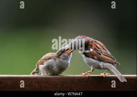 Maschio di casa passero (Passer domesticus) Alimentazione bambino sul giardino recinto, Belgio, Luglio Foto Stock