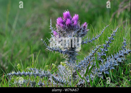 Pirenei thistle (Carduus carlinoides) in fiore, Pirenei, Francia, giugno Foto Stock