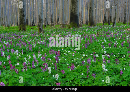 Holewort (Corydalis cava) fioritura nella comunità del bosco di faggio (Fagus sylvatica) Germania, Aprile Foto Stock