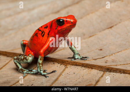 Arlecchino poison dart frog (Oophaga histrionica), captive, nativo di Ecuador Foto Stock