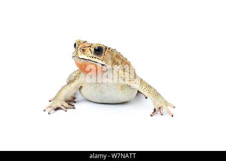 Asian il rospo comune (Duttaphrynus melanostictus), maschio nella colorazione di allevamento, captive, avviene in Asia del Sud Foto Stock