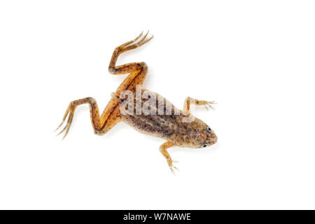 Congo dwarf artigliato frog (Hymenochirus boettgeri), captive, avviene in Africa centrale Foto Stock