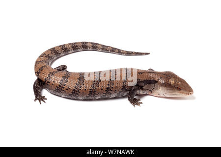 Blu indonesiano-tongued skink (Tiliqua gigas), captive, avviene in Nuova Guinea Foto Stock