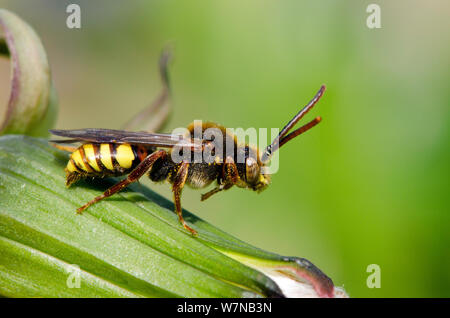 Il Nomad bee (Nomada flava) un "cucù bee' che depone le uova in nidi di varie API di Andrena, Herfordshire, England, Regno Unito, maggio Foto Stock