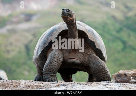Volcan Alcedo tartarughe giganti (Chelonoidis nigra vandenburghi) grande maschio sul pavimento della caldera, Vulcano Alcedo, Isabela Island, Isole Galapagos, Ecuador Foto Stock