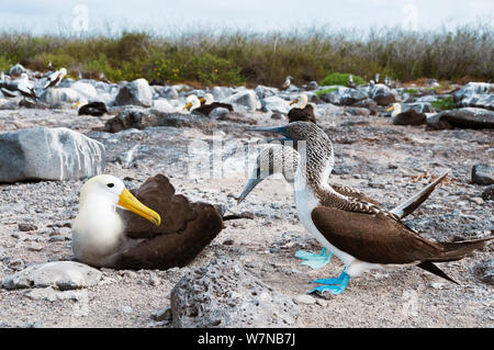 Albatro ondulata (Phoebastria irrorata) e Blu-footed Booby (Sula nebouxii) litigando su siti di nidificazione. Isole Galapagos, Ecuador, Giugno. Foto Stock