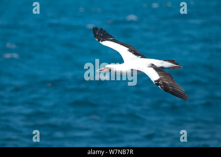 Nazca booby (Sula granti) in volo e trasporto di pietra nel suo becco, eventualmente per la nidificazione. Punta Cevallos, all'Isola Espanola, Isole Galapagos, Ecuador, maggio. Foto Stock