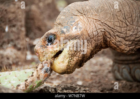 Pinta isola tartaruga (Chelonoidis nigra abingdoni) "Lonesome George' l'ultima Pinta isola tartaruga, captive, che morì giugno 2012, Pinta Island, Galapagos, Luglio 2008 Foto Stock