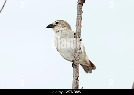 Un picchio finch (Camarhynchus pallidus) con becco scuro che mostra condizioni di allevamento. Academy Bay, Isola di Santa Cruz, Isole Galapagos, Ecuador, Dicembre. Foto Stock