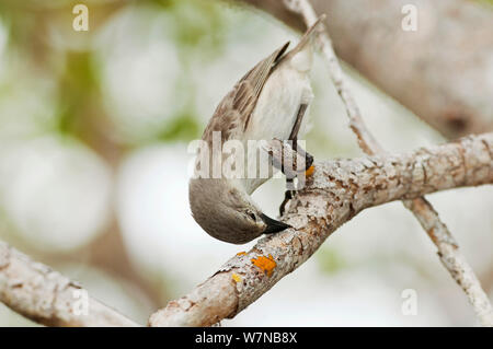 Un picchio finch (Camarhynchus pallidus) foraggio per gli insetti dalla corteccia. Academy Bay, Isola di Santa Cruz,, Isole Galapagos, Ecuador, Dicembre. Foto Stock