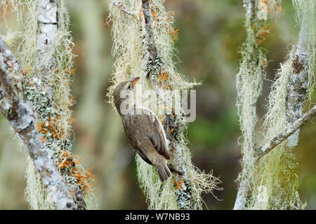 Un picchio finch (Camarhynchus pallidus) foraggio per gli insetti dalla corteccia. Isabela Island, Isole Galapagos, Ecuador, Dicembre. Foto Stock