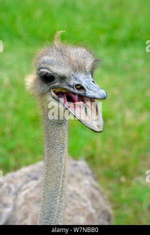 Struzzo con una bocca aperta a Cotswold Wildilfe Park, burford, England, Regno Unito Foto Stock