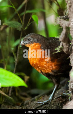 Backup scuro legno quaglia (Odontophorus melanonotus) Angel Paz riserva, Mindo regione andina, cloud forest, Ecuador Foto Stock