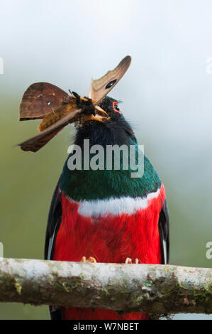 Masked trogon (Trogon personatus) con preda di insetti, Bellavista cloud forest riserva privata, 1700m di altitudine, Tandayapa Valley, Andino cloud forest, Ecuador Foto Stock