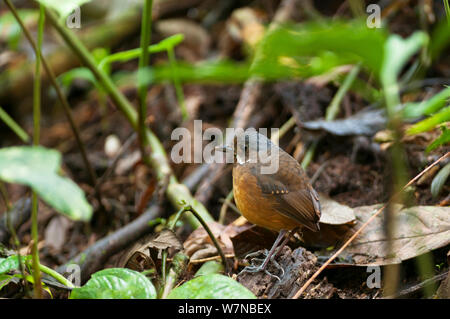 Moustached antipitta (Grallaria alleni) sul suolo della foresta, Angelo Paz riserva, Mindo regione andina, cloud forest, Ecuador Foto Stock