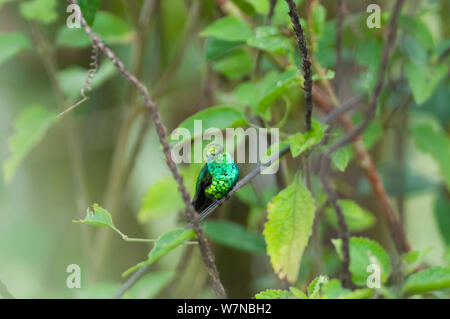 Western emerald hummingbird (melanorhynchus Chlorostilbon) Tandayapa Valley, 1500m di altitudine, Andino cloud forest, Ecuador Foto Stock