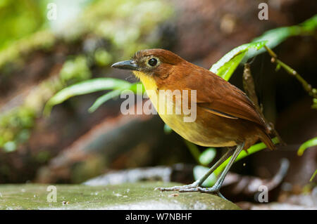 Petto giallo antipitta (Grallaria flavotincta) Angel Paz riserva, Mindo regione andina, cloud forest, Ecuador Foto Stock