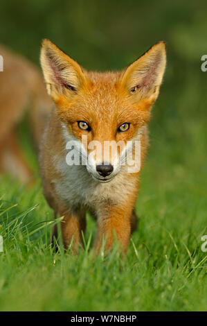 Red Fox (Vulpes vulpes vulpes) cub ritratto, UK, prese in condizioni controllate, Agosto Foto Stock