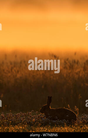 Unione lepre (Lepus europaeus) silhoutted nel campo di sunrise, UK Luglio Foto Stock